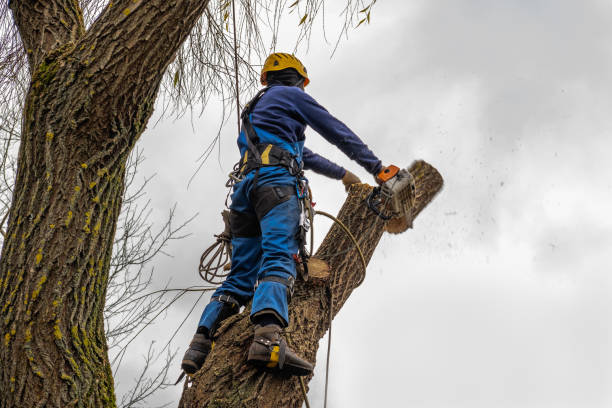 Best Tree Maintenance Programs  in El Rancho, NM