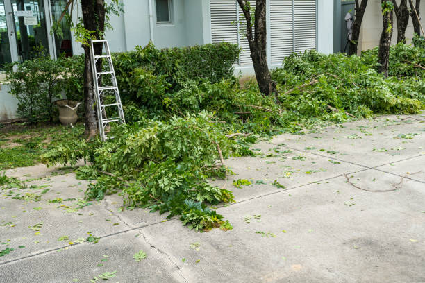 Best Tree Trimming and Pruning  in El Rancho, NM